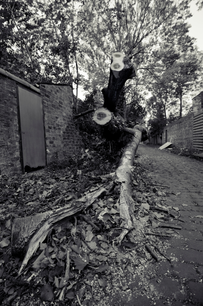 A fallen tree in a lane in Glasgow, black and white