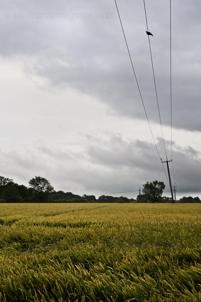 barley field brooding grey clouds norfolk england british summer sky harvest agriculture telegraph pole telephone wires bird nikon D700 rob cartwright